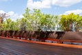 Modern exterior hardwood deck with natural balcony plants in pots privacy plantings