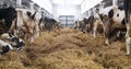 Modern farm barn with milking cows eating hay, Cows feeding on dairy farm Royalty Free Stock Photo