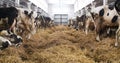 Modern farm barn with milking cows eating hay, Cows feeding on dairy farm Royalty Free Stock Photo