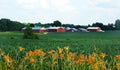 Modern farm in NYS countryside with summer daylilies