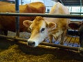 Modern farm cowshed with cows