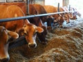 Modern farm cowshed with cows