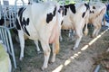 Modern farm cowshed with milking cows eating hay. Close up on udder of a cows