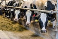 Modern farm cowshed with milking cows eating hay