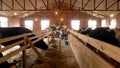Modern farm cowshed with milking cows eating hay. Royalty Free Stock Photo