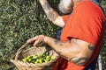 Modern farmer harvesting olives in an agricultural field picking by hand with a basket