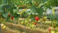 Modern farming. Agriculture vertical farming. Smart farm. Strawberry farm. Strawberry greenhouses. Strawberry plantation. Strawber Royalty Free Stock Photo