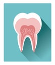 Modern flat tooth detailed anatomy icon with long shadow effect