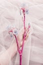 Modern floral aesthetic, pink trendy tone. Blue iris flower and hand under veil on dark background. Hand behind tulle gently Royalty Free Stock Photo