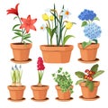 Modern flower pots. Colored decorative plants tree tulip vector illustrations