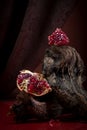 Modern food photography in theatrical entourage - ripe pomegranate. Shooting in a discreet style