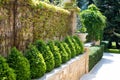 Modern garden design with box trees bushes and plants near the path Royalty Free Stock Photo