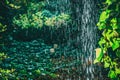 Modern gardening landscaping design details. Vertical garden indoors, living green wall with perennial plants and Royalty Free Stock Photo