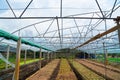 Modern glass greenhouse planting vegetable greenhouses of fresh green spring salad seedlings being cultivated on a summers day