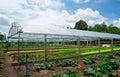 Modern glass greenhouse planting vegetable greenhouses of fresh green spring salad seedlings being cultivated on a summers day