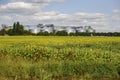 Modern grain elevator surrounded by a sunflower field, Ukraine Royalty Free Stock Photo