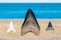 Megalodon & Great White Shark Teeth - Ocean Royalty Free Stock Photo