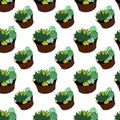 Modern Green Pattern Cactus Leaves on White Background. Potted house indoor plants set. Green-leaf home decoration, blossomed