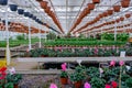 Modern greenhouse. Greenhouse with glass ceiling. Ecological flower cultivation. Large, light glazed greenhouse with