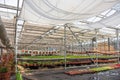 Modern greenhouse nursery or glasshouse, industrial horticulture, cultivation of seedlings of ornamental plants and flowers Royalty Free Stock Photo