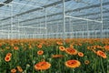 Modern greenhouse with orange gerberas Royalty Free Stock Photo