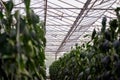 Modern greenhouse. Plant beds are visible. Above is a curved glass roof with an intelligent irrigation system