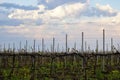 Modern high-tech plantations of vineyards in early spring. View on a background of cloudy sky. Unprocessed aisles. Selective focus Royalty Free Stock Photo