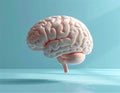 Modern Scientific Ceramic Brain Model with Glossy Surface and Soft Studio Lighting Royalty Free Stock Photo