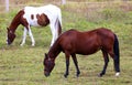 Modern horse stable and riding school in barn at farm Royalty Free Stock Photo