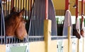 Modern horse stable and riding school in barn at farm Royalty Free Stock Photo