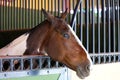 Modern horse stable and riding school in barn at farm Royalty Free Stock Photo