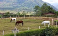 Modern horse stable and riding school in barn at farm with mountains and houses jungle in background Royalty Free Stock Photo