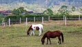 Modern horse stable and riding school in barn at farm with mountains and houses jungle in background Royalty Free Stock Photo