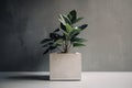 modern houseplant on sleek, minimalist concrete pot with a single natural element