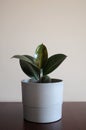 Modern houseplant - young Ficus Elastica Burgundy or Rubber tree in grey pot