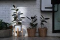 Modern houseplants Ficus Elastica Burgundy or rubber plant in rattan basket at stylish home.