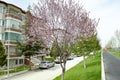 Modern houses, walking road and blossoming cherry trees in Afyon Royalty Free Stock Photo