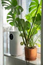 Modern humidifier at home, moistens dry air surrounded by indoor plant. Apartment with moisturizer.