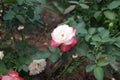 Double flowers with a wide rose-red border, light towards the base, light on the outside