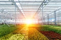 Modern hydroponic greenhouse with climate control system for cultivation of flowers and ornamental plants for gardening Royalty Free Stock Photo