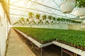 Modern hydroponic greenhouse Royalty Free Stock Photo