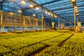 Modern hydroponic greenhouse with complex climate control system for cultivation of agricultural and ornamental plants Royalty Free Stock Photo