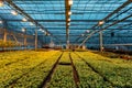 Modern hydroponic greenhouse with complex climate control system. Working artificial light in evening Royalty Free Stock Photo