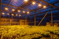 Modern hydroponic greenhouse with complex climate control system. Working artificial light in evening Royalty Free Stock Photo