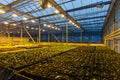 Modern hydroponic greenhouse with complex climate control system. Working artificial light in evening Royalty Free Stock Photo
