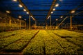 Modern hydroponic greenhouse with complex climate control system. Working artificial light in evening Royalty Free Stock Photo