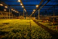 Modern hydroponic greenhouse with complex climate control system. Working artificial light in evening Royalty Free Stock Photo