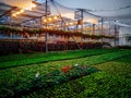 Modern hydroponic greenhouse with complex climate control system. Working artificial light in evening Royalty Free Stock Photo