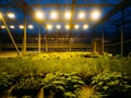 Modern hydroponic greenhouse with complex climate control system. Working artificial light in evening Royalty Free Stock Photo