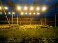 Modern hydroponic greenhouse with complex climate control system. Working artificial light in evening Royalty Free Stock Photo